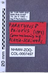 Etiketten zu Priopus communis (NHMW-ZOO-COL-0007497)